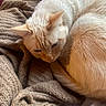 cat, cream_colored, curled_up, knit_blanket, brown_blanket, cozy, indoor, pet, feline, fur, resting, soft_light, close_up, sleepy, whiskers, tail, ears, relaxed, warm, textured_fabric