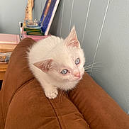 Aspen joined the competition — help win amazing prizes! animal, blue_eyes, blue_wall, books, brown_couch, cat, couch, cozy, curious, ears, fur, furniture, home, indoor, kitten, painting, pet, whiskers, white_cat, young_cat