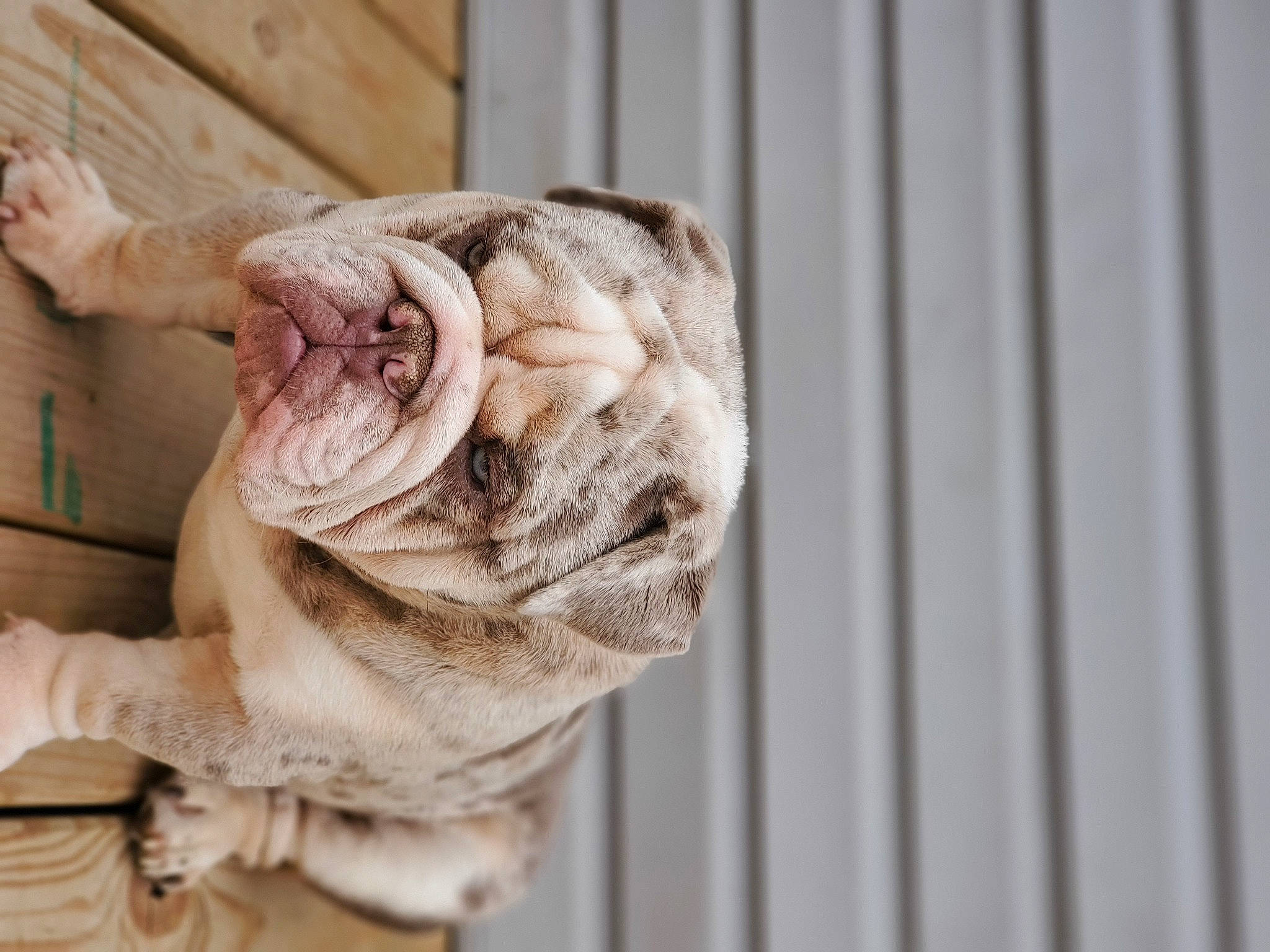 Mamba joined the competition — help win amazing prizes! beige, fawn, fur, sculpture, shar_pei, wood