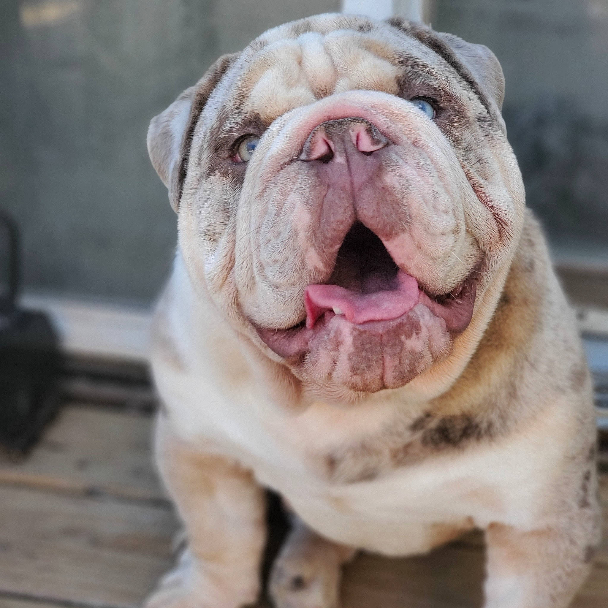 Mamba joined the competition — help win amazing prizes! ancient_dog_breeds, australian_bulldog, british_bulldogs, bulldog, canidae, carnivore, companion_dog, dog, dog_breed, facial_expression, mammal, non_sporting_group, nose, old_english_bulldog, olde_english_bulldogge, skin, snout, toy_bulldog, vertebrate, wrinkle