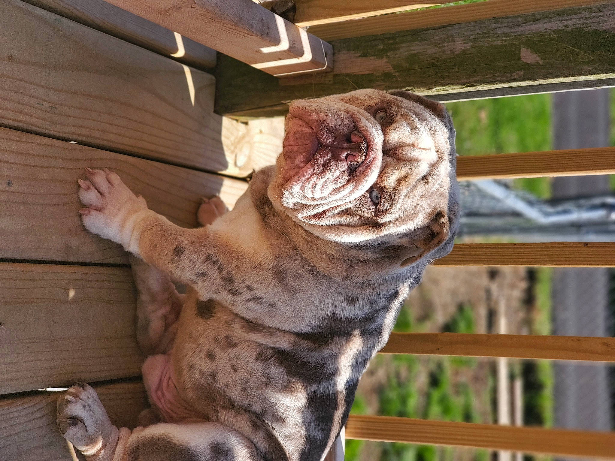 Mamba joined the competition — help win amazing prizes! canidae, carnivore, cat, fawn, felidae, mammal, ocicat, small_to_medium_sized_cats, sokoke