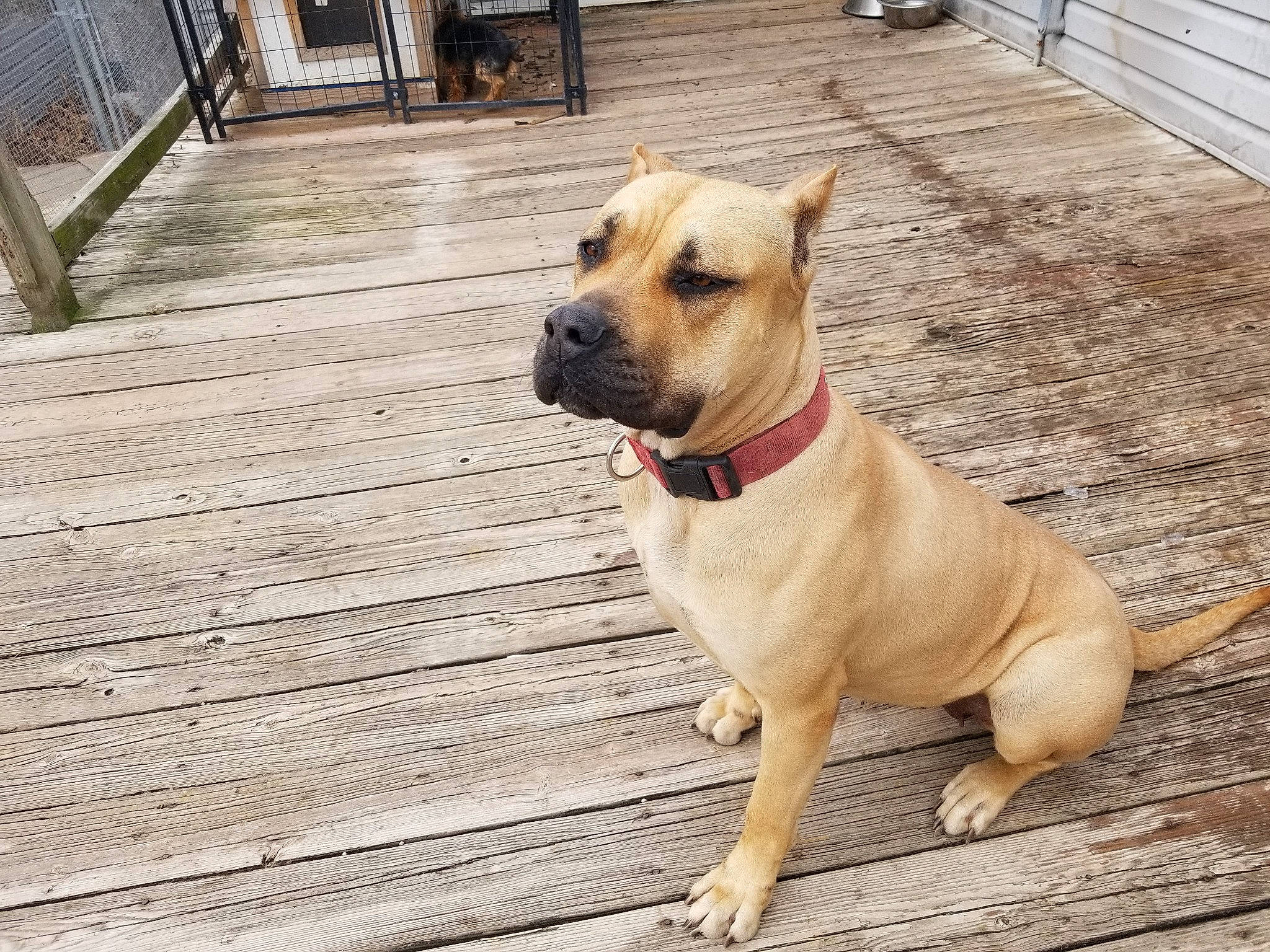 Karma joined the competition — help win amazing prizes! american_pit_bull_terrier, black_mouth_cur, boerboel, bullmastiff, cane_corso, canidae, carnivore, companion_dog, dog, dog_breed, fawn, guard_dog, mammal, molosser, non_sporting_group, perro_de_presa_canario, perro_de_presa_mallorquin, snout, sporting_group, vertebrate