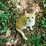 cat, orange_cat, white_cat, harness, leaves, greenery, forest_floor, outdoor, pet, animal, curious, sitting, nature, plants, whiskers, tail, eyes, ground, adventure, leash