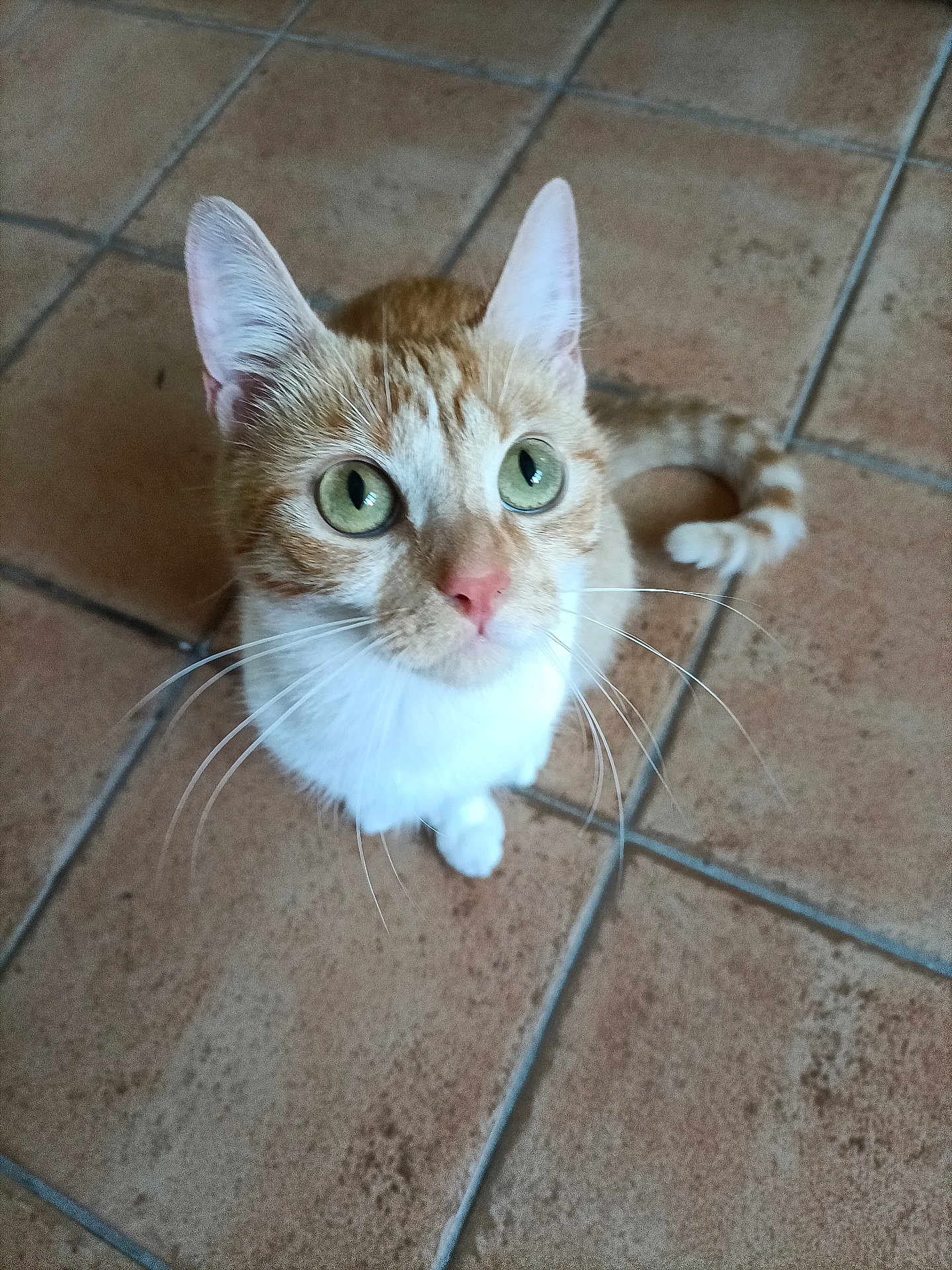 Chéba a rejoint le concours — aidez-le/la à gagner de superbes lots ! cat, orange_cat, white_cat, green_eyes, pet, whiskers, curious, looking_up, indoor, floor_tiles, tail, feline, animal, cute, domestic_cat, closeup, mammal, small_animal, sitting, portrait