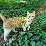 Chéba a rejoint le concours — aidez-le/la à gagner de superbes lots ! cat, orange_cat, white_cat, harness, leash, forest, greenery, ivy, plants, leaves, outdoor, nature, animal, pet, curious, alert, walking, ground_cover, daylight, wildlife