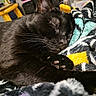 Prancer is registered to the contest to win money with this photo: animal, black_cat, blanket, close_up, colorful, comfort, cozy, cute, domestic_cat, fur, indoor, nap, paw, peaceful, pet, relaxed, resting, sleeping, soft_texture, whiskers