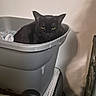 Prancer is registered to the contest to win money with this photo: animal, black_cat, blanket, cat, container, cozy, curious, domestic, feline, household, indoor, pet, plastic_bin, quiet, resting, shadow, still_life, storage, wall, yellow_eyes