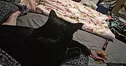 Prancer joined the competition — help win amazing prizes! bed, black_cat, blanket, casual, cat, comfort, feet, floor, furniture, home, indoor, laundry_basket, pajamas, person, pet, relaxing, remote_control, resting, sleepy, toy