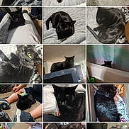 Prancer joined the competition — help win amazing prizes! black_cat, cat, sleeping, lying_down, indoors, bed, carpet, blanket, close_up, feline, resting, curious, pet, animal, cozy, home, fur, whiskers, sitting, relaxed