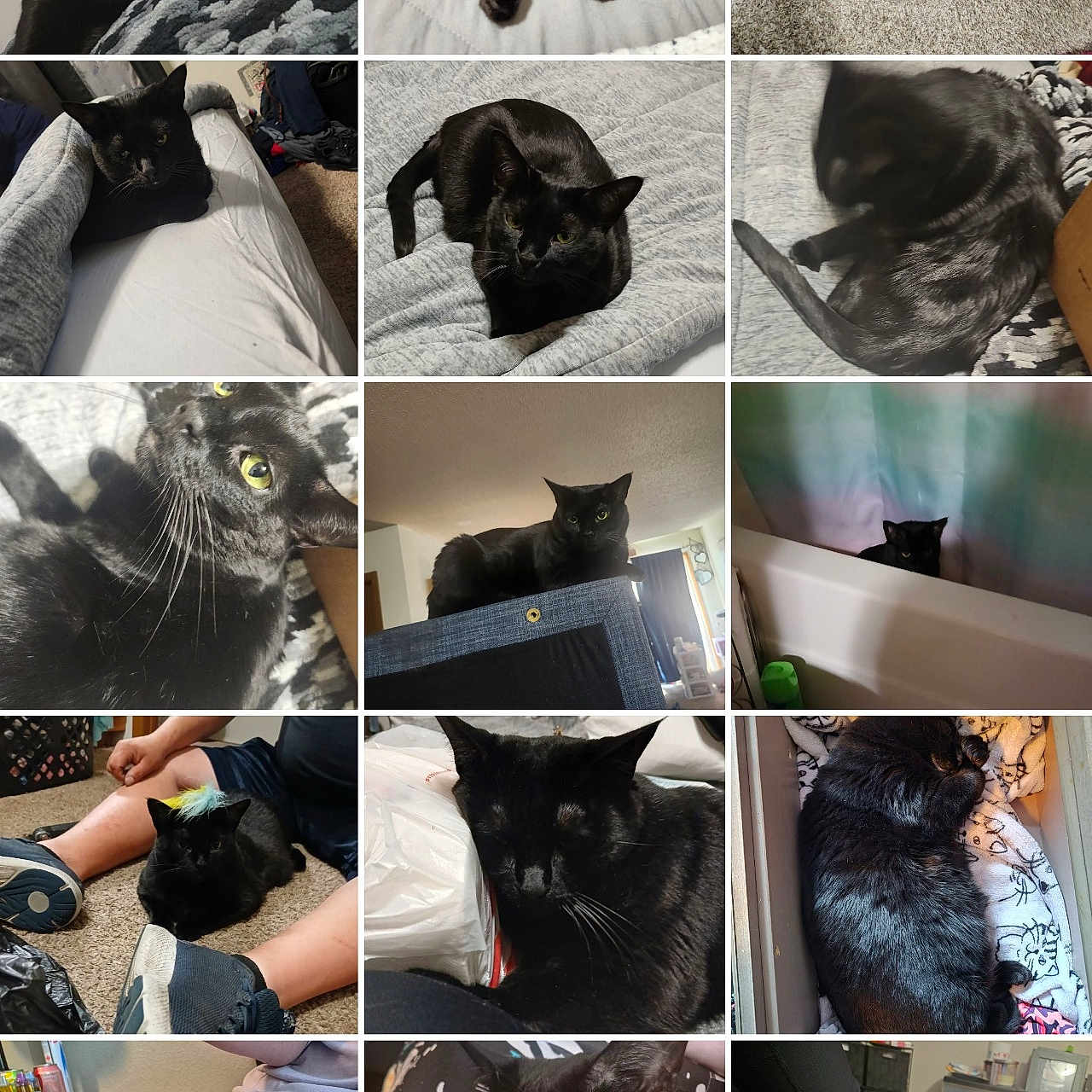 Prancer joined the competition — help win amazing prizes! black_cat, cat, sleeping, lying_down, indoors, bed, carpet, blanket, close_up, feline, resting, curious, pet, animal, cozy, home, fur, whiskers, sitting, relaxed