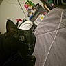 background_blur, black_cat, cat, close_up, comfort, cozy, domestic_cat, ear, feline, fur, household_items, indoor, knitted_blanket, paw, pet, quiet, quilted_bedspread, resting, sleeping, whiskers