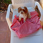 Figaro participe au concours pour gagner de l'argent avec cette photo : animal, backyard, brown_and_white, cute, dog, fluffy, garden, lounge_chair, outdoor, patio, pet, pink_blanket, plants, portrait, puppy, rocks, sitting, small_dog, sunlight, terracotta_tiles