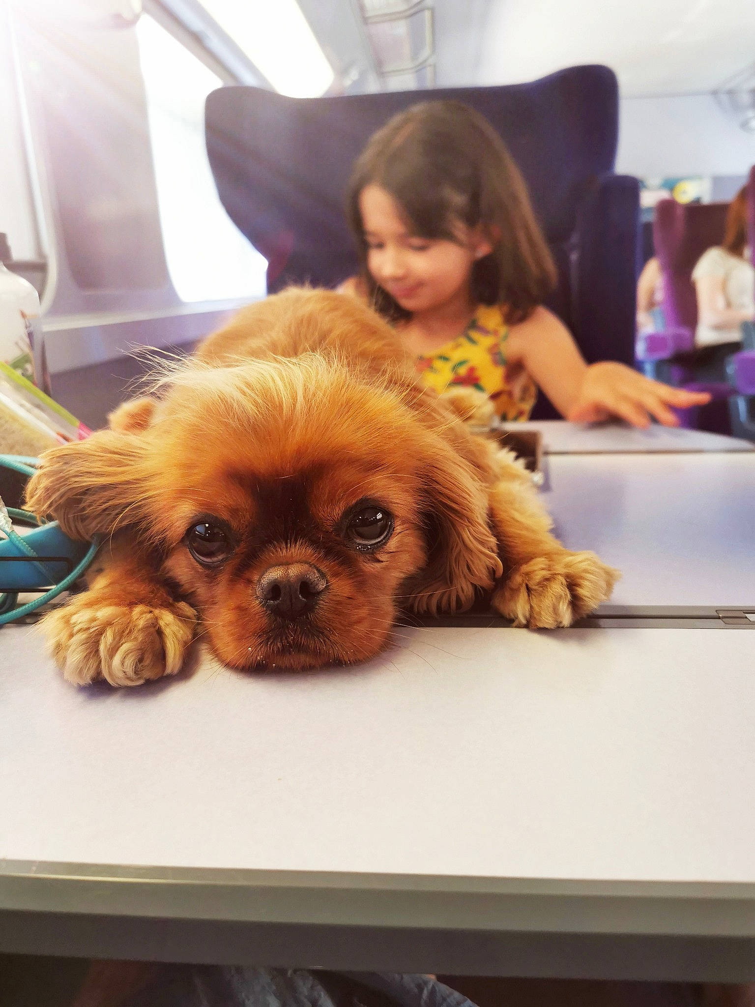 Rumba a rejoint le concours — aidez-le/la à gagner de superbes lots ! carnivore, companion_dog, curtain, dog, dog_breed, fawn, flooring, fun, fur, liver, smile, snout, spaniel, sporting_group, table, toddler, toy_dog, whiskers, wood, working_animal