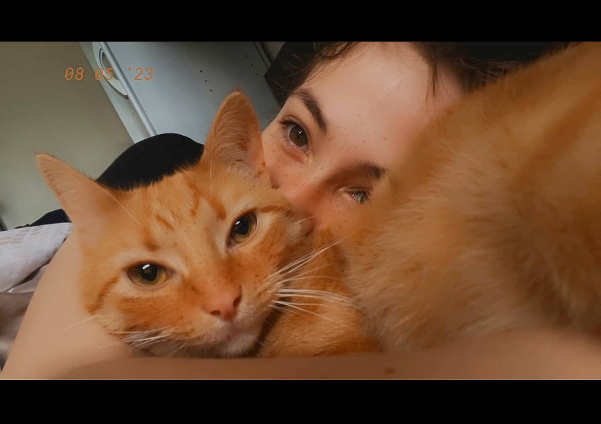 Roucky a rejoint le concours — aidez-le/la à gagner de superbes lots ! carnivore, cat, comfort, domestic_short_haired_cat, ear, eyelash, fawn, felidae, fur, iris, nose, paw, photo_caption, small_to_medium_sized_cats, snout, whiskers, wood