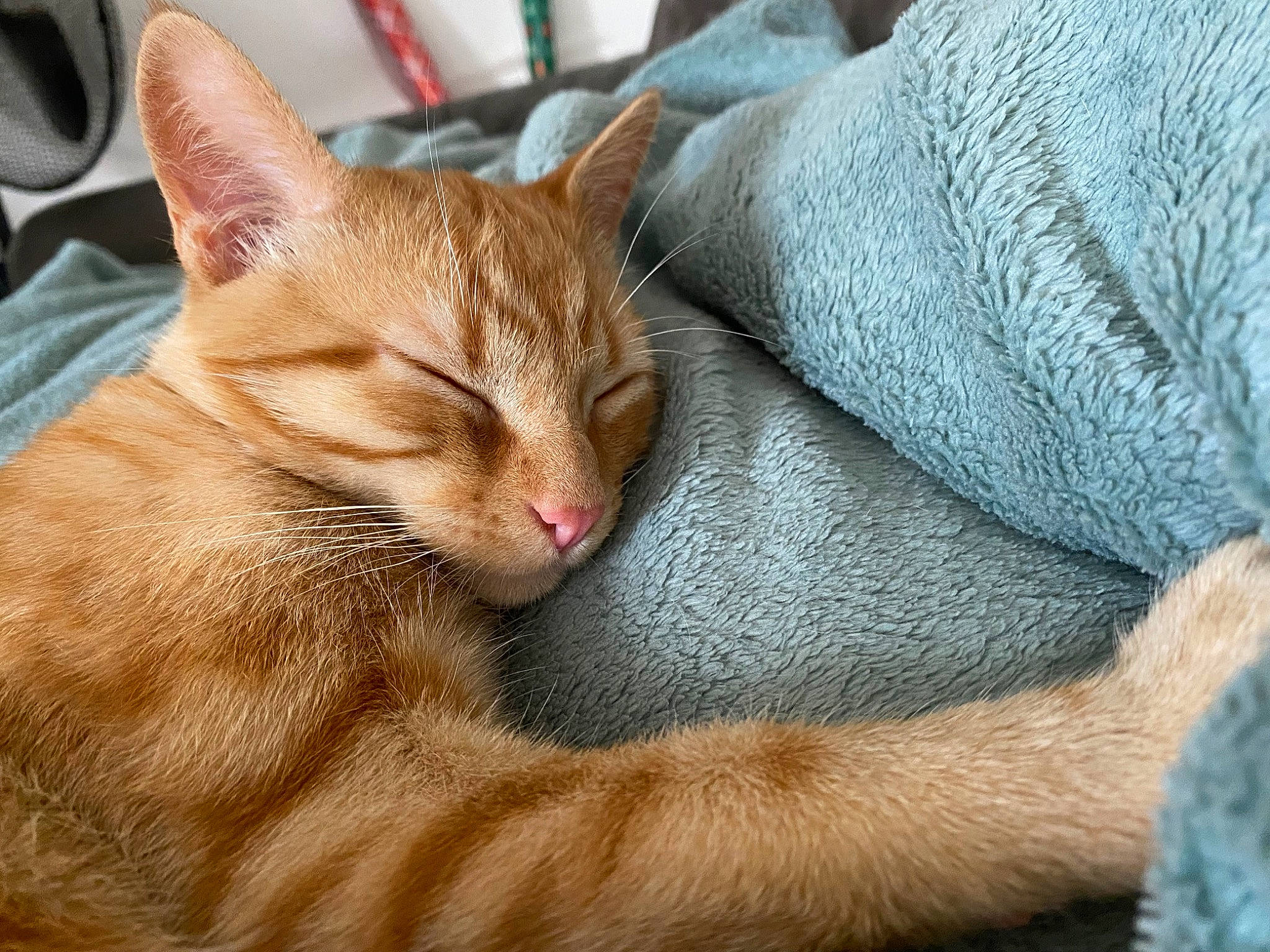 Roucky participe au concours pour gagner de l'argent avec cette photo : carnivore, cat, claw, comfort, domestic_short_haired_cat, fawn, felidae, fur, human_leg, nap, paw, plant, sitting, small_to_medium_sized_cats, snout, tail, terrestrial_animal, whiskers, wildlife, window