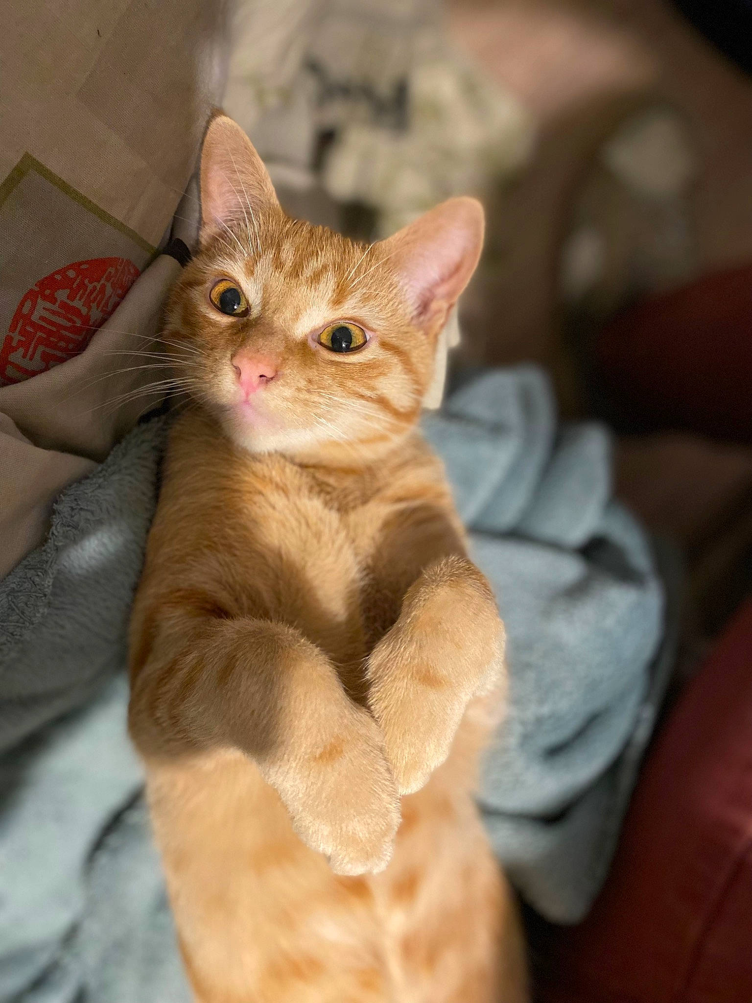 Roucky a rejoint le concours — aidez-le/la à gagner de superbes lots ! carnivore, cat, claw, domestic_short_haired_cat, ear, fawn, felidae, fur, gesture, paw, small_to_medium_sized_cats, snout, tail, terrestrial_animal, whiskers