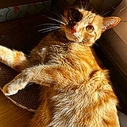 Roocky participe au concours pour gagner de l'argent avec cette photo : cat, tabby_cat, orange_fur, sunlight, indoor, relaxed, whiskers, fur, curious, pet, animal, closeup, floor, cardboard_scratcher, box, window, daylight, domestic_cat, mammal, cute