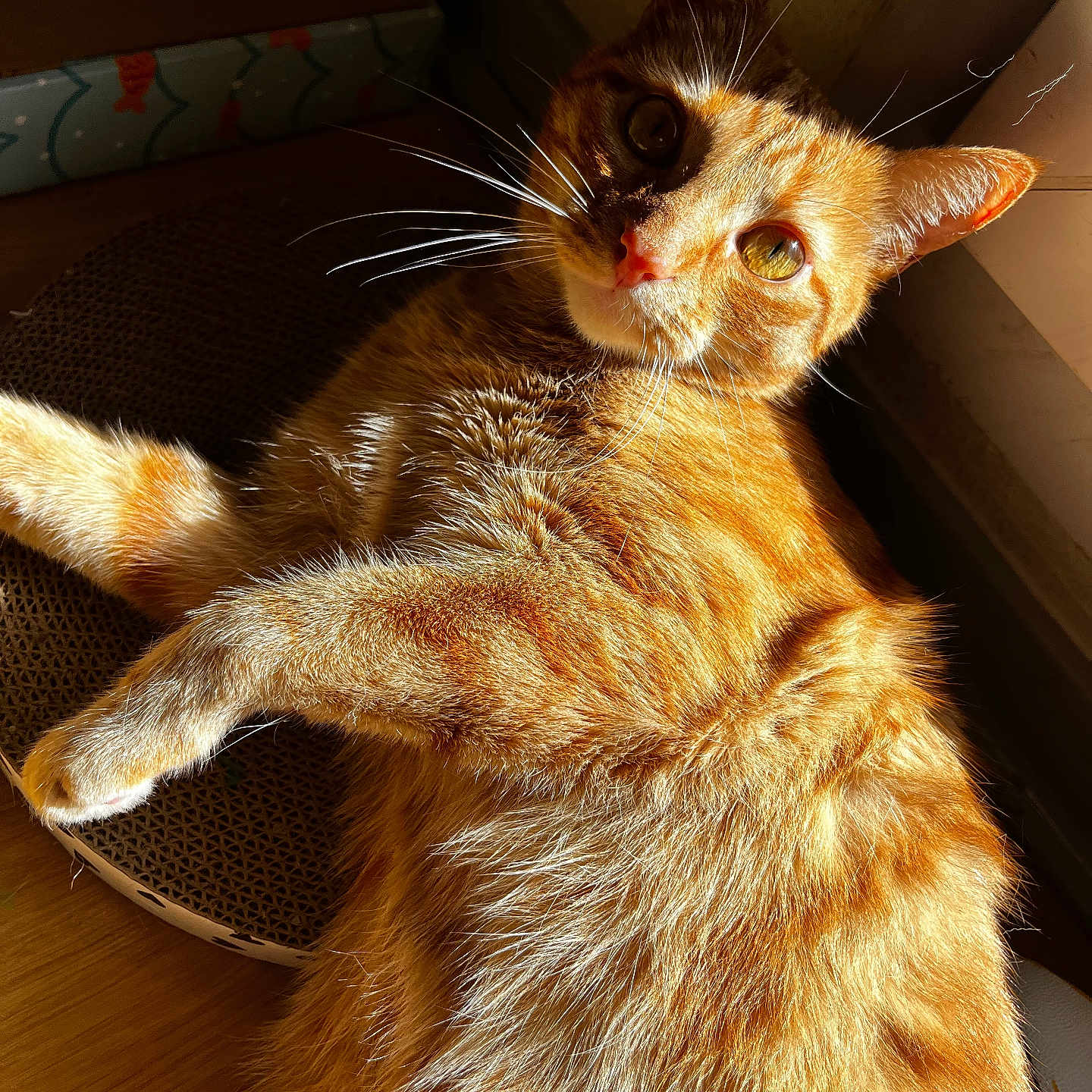 Roocky participe au concours pour gagner de l'argent avec cette photo : animal, box, cardboard_scratcher, cat, closeup, curious, cute, daylight, domestic_cat, floor, fur, indoor, mammal, orange_fur, pet, relaxed, sunlight, tabby_cat, whiskers, window
