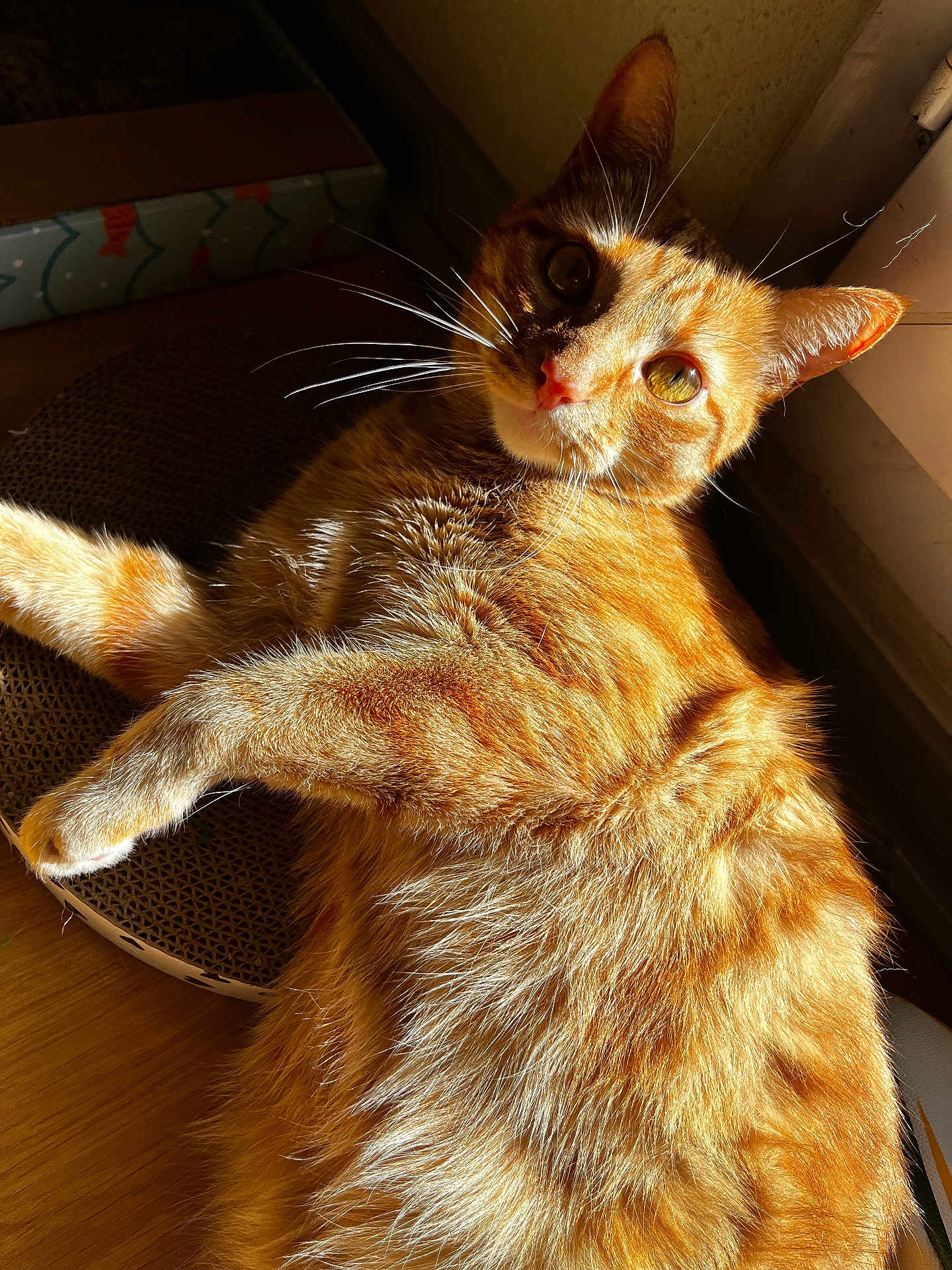 Roocky participe au concours pour gagner de l'argent avec cette photo : cat, tabby_cat, orange_fur, sunlight, indoor, relaxed, whiskers, fur, curious, pet, animal, closeup, floor, cardboard_scratcher, box, window, daylight, domestic_cat, mammal, cute