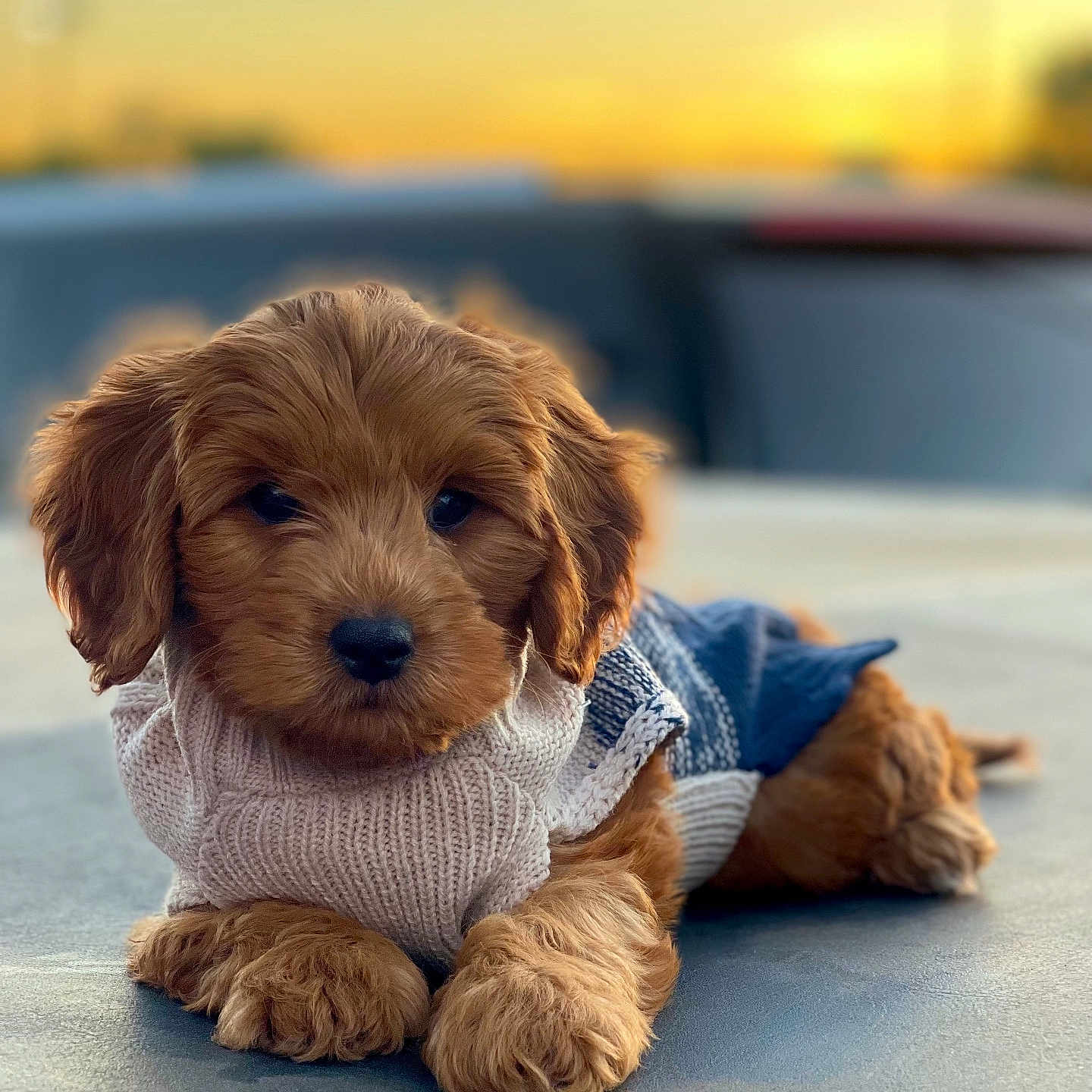 Canelo joined the competition — help win amazing prizes! animal, canine, clothing, cockerspaniel, dog, goldenretriever, horizon, knitwear, nature, outdoors, person, pet, photography, poodle, puppy, sitting, sky, sweater, terrier, whitedog
