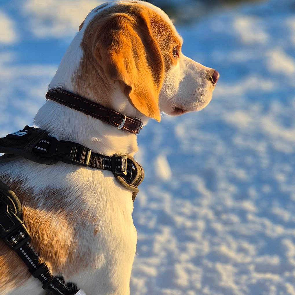 Artus participe au concours pour gagner de l'argent avec cette photo : animal, beagle, canine, cold, collar, daylight, dog, fur, harness, looking, mammal, nature, outdoor, pet, quiet, side_view, snow, standing, walking, winter