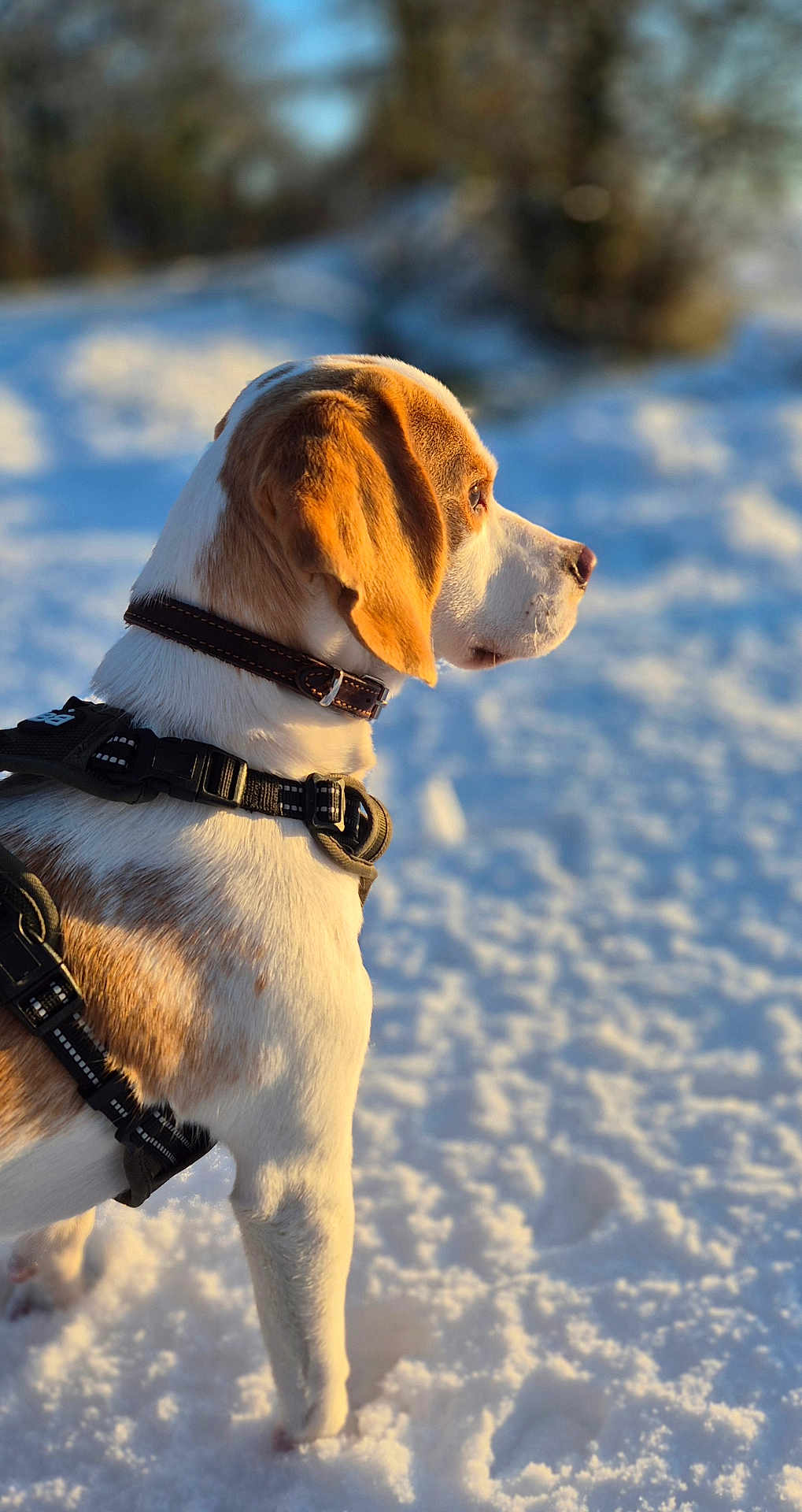 Artus participe au concours pour gagner de l'argent avec cette photo : dog, beagle, snow, outdoor, pet, animal, harness, winter, canine, fur, nature, daylight, side_view, mammal, looking, collar, quiet, cold, walking, standing