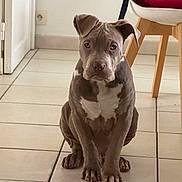 Asko a rejoint le concours — aidez-le/la à gagner de superbes lots ! dog, puppy, indoor, tile_floor, brown_dog, white_markings, seated, looking_at_camera, ears_floppy, pet, young_dog, household, furniture, chair, door, quiet, waiting, animal, companion, cute