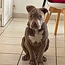 dog, puppy, indoor, tile_floor, brown_dog, white_markings, seated, looking_at_camera, ears_floppy, pet, young_dog, household, furniture, chair, door, quiet, waiting, animal, companion, cute
