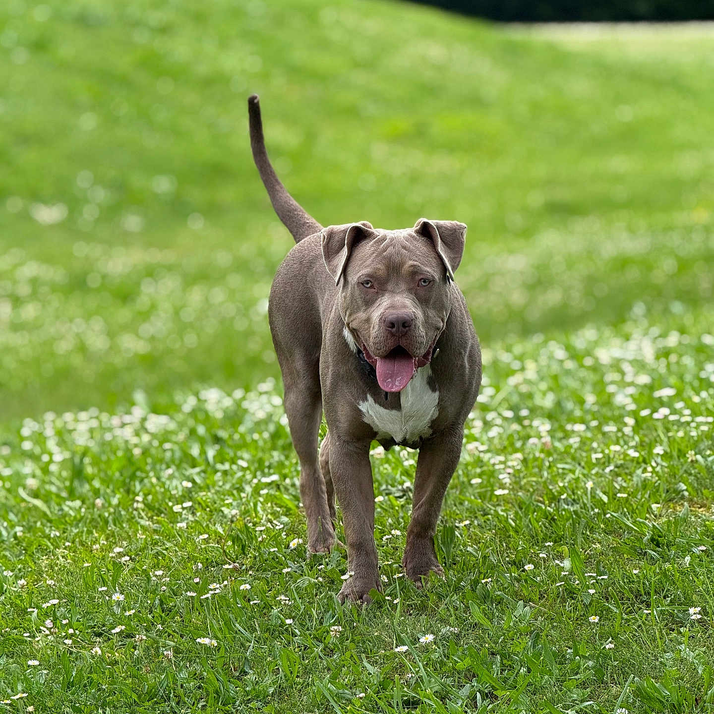 Asko a rejoint le concours — aidez-le/la à gagner de superbes lots ! dog, canine, grass, outdoor, field, greenery, pet, animal, happy, tongue_out, walking, nature, summer, daylight, white_markings, ears, tail, muzzle, standing, background_blur