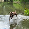 Asko a rejoint le concours — aidez-le/la à gagner de superbes lots ! dog, water, splash, reflection, pond, nature, greenery, forest, outdoor, animal, running, playful, canine, summer, daylight, wildlife, motion, wet, leap, energetic
