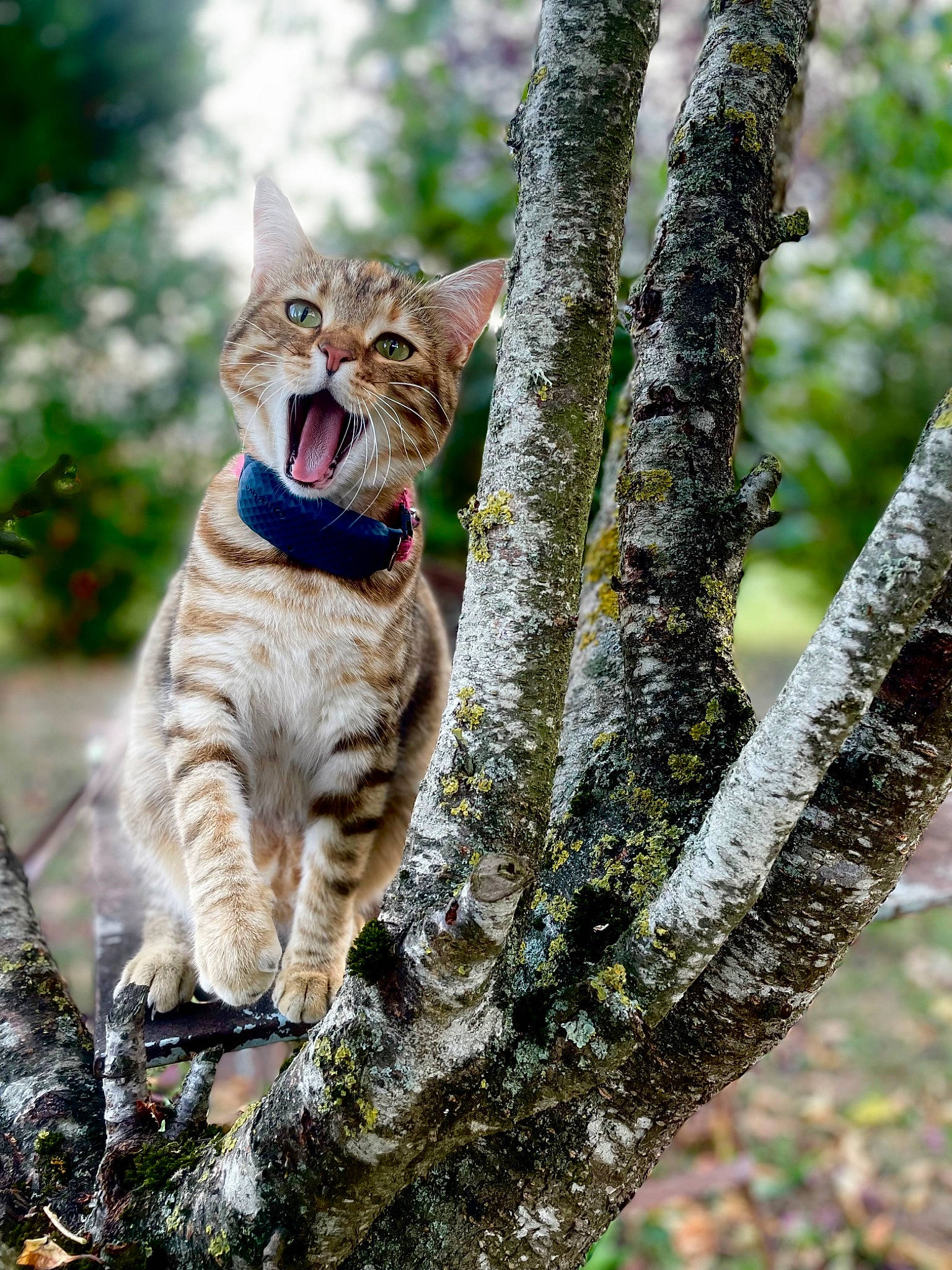 Aria a rejoint le concours — aidez-le/la à gagner de superbes lots ! branch, carnivore, cat, claw, domestic_short_haired_cat, electric_blue, fawn, felidae, fur, plant, small_to_medium_sized_cats, snout, tail, terrestrial_animal, tree, trunk, twig, whiskers, wildlife, wood