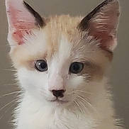Cookie participe au concours pour gagner de l'argent avec cette photo : kitten, cat, close_up, animal, pet, fur, ears, whiskers, blue_eyes, young, cute, domestic_cat, portrait, feline, soft, indoor, looking, face, muzzle, adorable