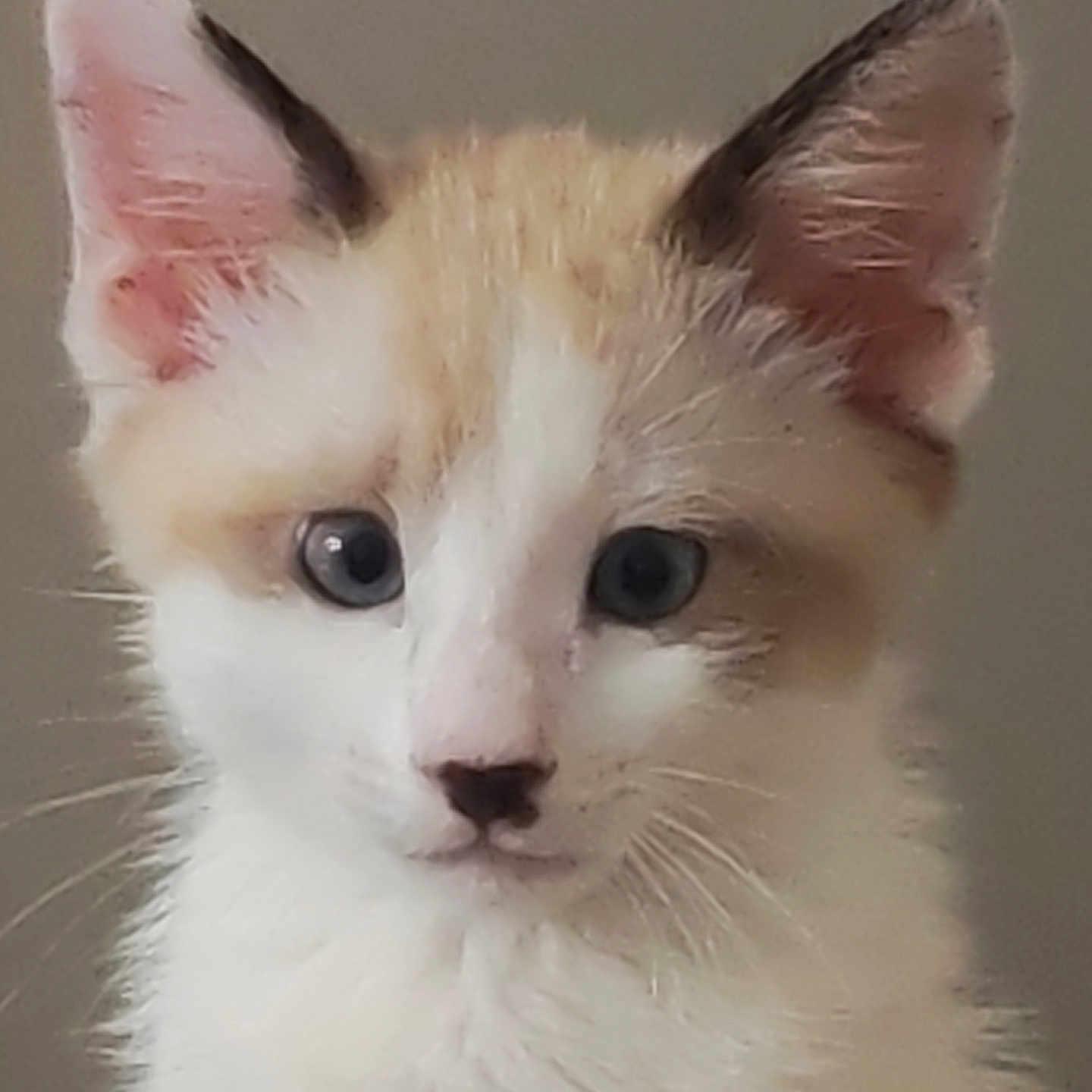 Cookie participe au concours pour gagner de l'argent avec cette photo : kitten, cat, close_up, animal, pet, fur, ears, whiskers, blue_eyes, young, cute, domestic_cat, portrait, feline, soft, indoor, looking, face, muzzle, adorable