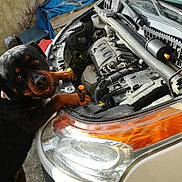 Stella a rejoint le concours — aidez-le/la à gagner de superbes lots ! rottweiler, dog, car, engine, hood, outdoor, animal, pet, curious, black_and_brown, tool, vehicle, headlight, paw, inspection, metal, mechanic, workshop, grill, canine