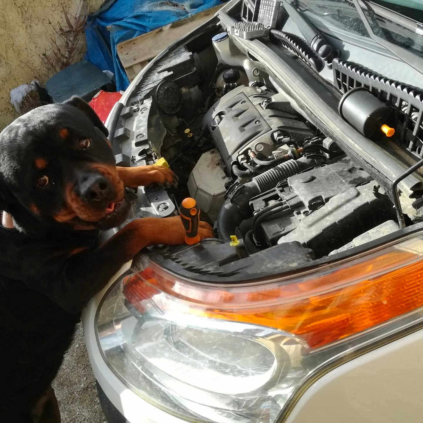Stella a rejoint le concours — aidez-le/la à gagner de superbes lots ! animal, black_and_brown, canine, car, curious, dog, engine, grill, headlight, hood, inspection, mechanic, metal, outdoor, paw, pet, rottweiler, tool, vehicle, workshop