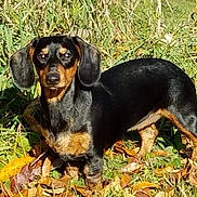 Angel is registered to the contest to win money with this photo: animal, beagle, canine, chihuahua, cockerspaniel, dog, grass, hound, pet, plant, puppy, snout