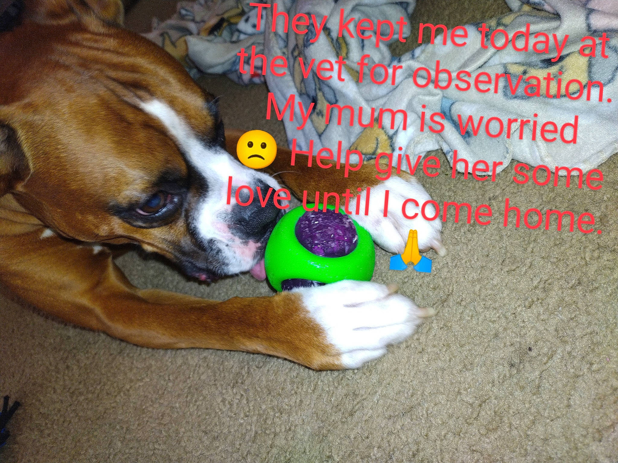 Scooby joined the competition — help win amazing prizes! advertising, boxer, canidae, carnivore, comfort, companion_dog, dog, dog_breed, dog_supply, fawn, flooring, font, happy, non_sporting_group, paw, photo_caption, snout, soil, sporting_group, tail