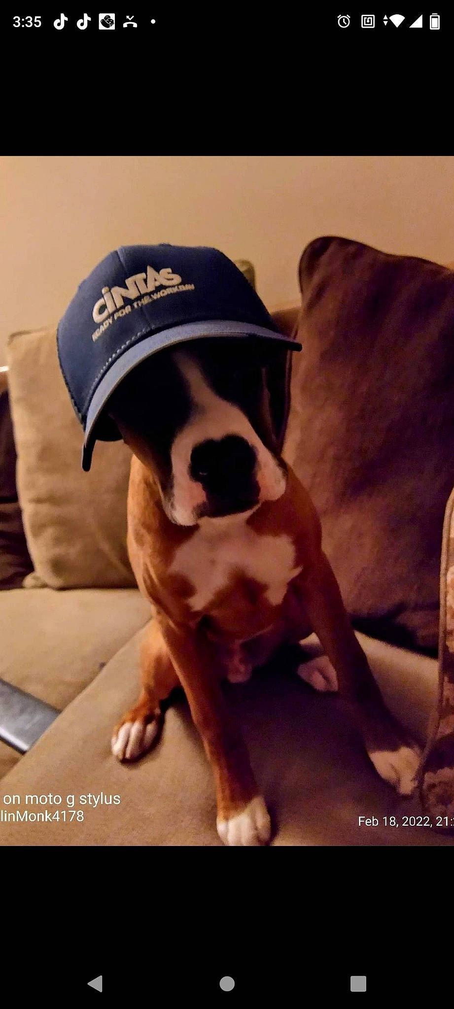 Scooby joined the competition — help win amazing prizes! baseball_cap, canidae, cap, carnivore, comfort, companion_dog, dog, dog_breed, fawn, fur, guard_dog, happy, mammal, paw, puppy_love, snout, sporting_group, t_shirt, thigh, working_animal