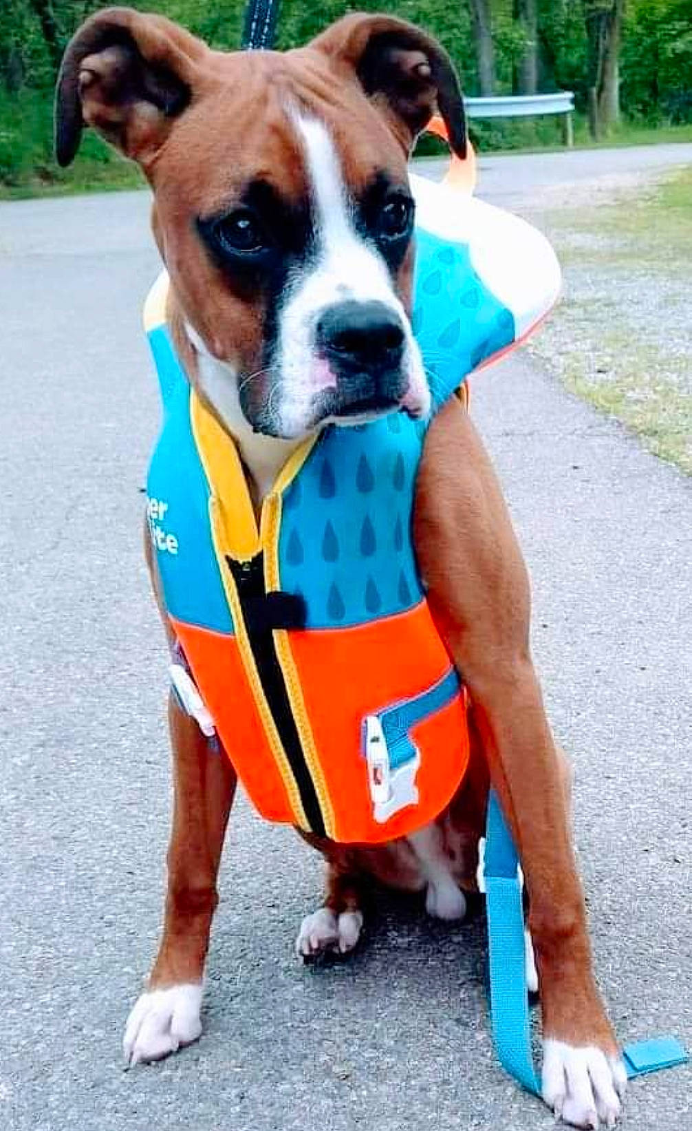 Scooby joined the competition — help win amazing prizes! blue, canidae, carnivore, collar, companion_dog, dog, dog_breed, dog_clothes, dog_collar, dog_supply, electric_blue, fawn, leash, pet_supply, plant, snout, sporting_group, vest, whiskers, working_animal