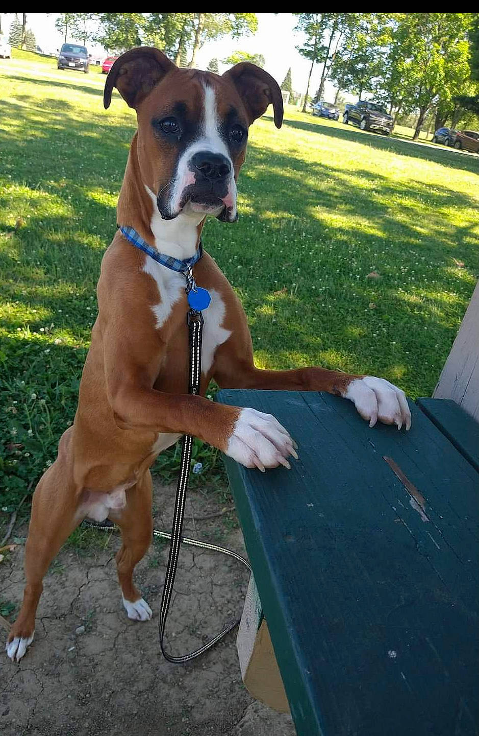 Scooby is registered to the contest to win money with this photo: boxer, canidae, carnivore, collar, companion_dog, dog, dog_breed, dog_collar, dog_supply, fawn, grass, leash, liver, pet_supply, plant, snout, sporting_group, table, tree, working_animal