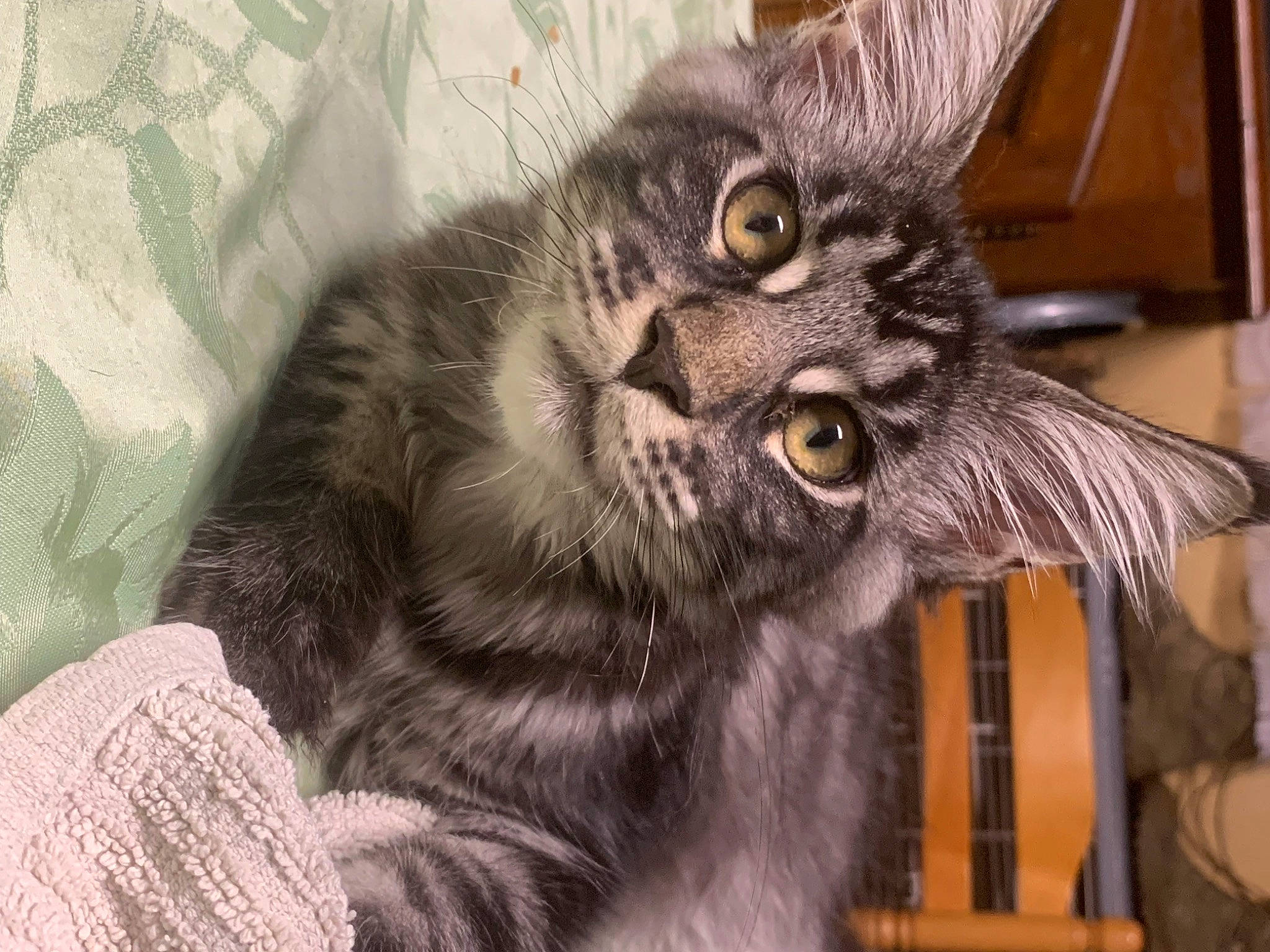 Pouky a rejoint le concours — aidez-le/la à gagner de superbes lots ! black_cat, carnivore, cat, claw, comfort, domestic_short_haired_cat, ear, eye, felidae, fur, grey, head, paw, plant, shelf, small_to_medium_sized_cats, snout, tail, terrestrial_animal, whiskers