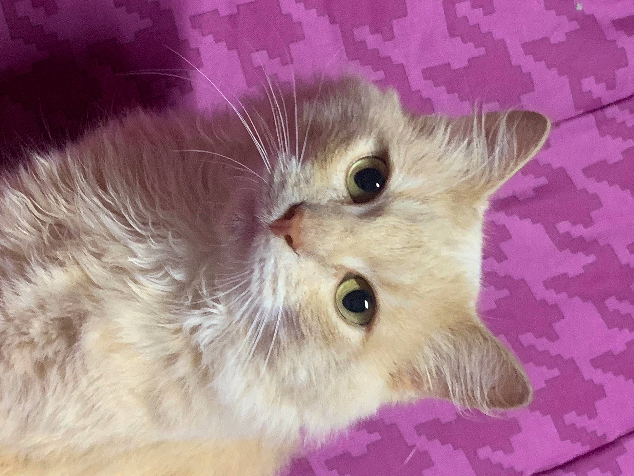 Pouky participe au concours pour gagner de l'argent avec cette photo : carnivore, cat, close_up, domestic_short_haired_cat, ear, eye, fawn, felidae, fur, hair, head, magenta, paw, plant, small_to_medium_sized_cats, snout, terrestrial_animal, whiskers