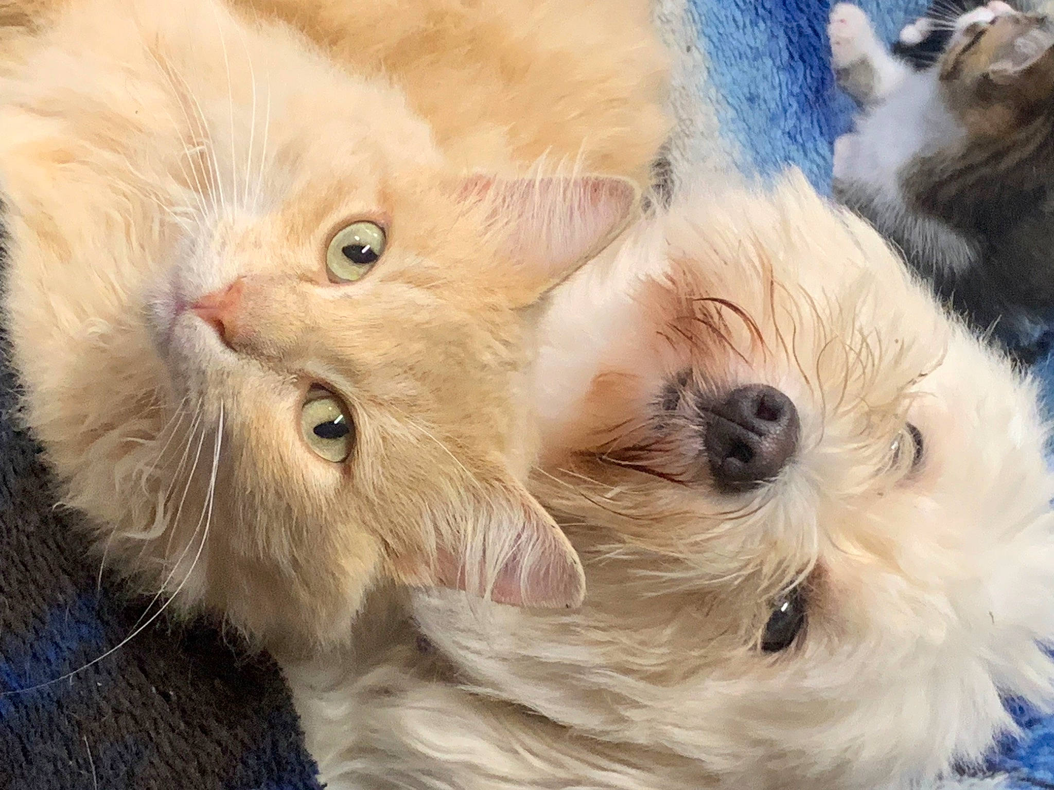 Pouky a rejoint le concours — aidez-le/la à gagner de superbes lots ! carnivore, cat, claw, close_up, companion_dog, dog_breed, domestic_short_haired_cat, fawn, felidae, fur, paw, small_terrier, small_to_medium_sized_cats, snout, terrestrial_animal, toy, toy_dog, vertebrate, whiskers, working_animal