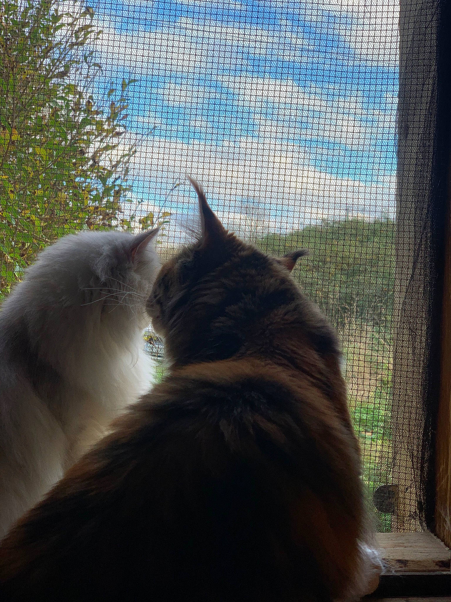 Pouky participe au concours pour gagner de l'argent avec cette photo : carnivore, cat, cloud, fawn, felidae, fur, glass, grass, mammal, mesh, shade, shadow, sky, small_to_medium_sized_cats, tail, tints_and_shades, vertebrate, whiskers, window, wood