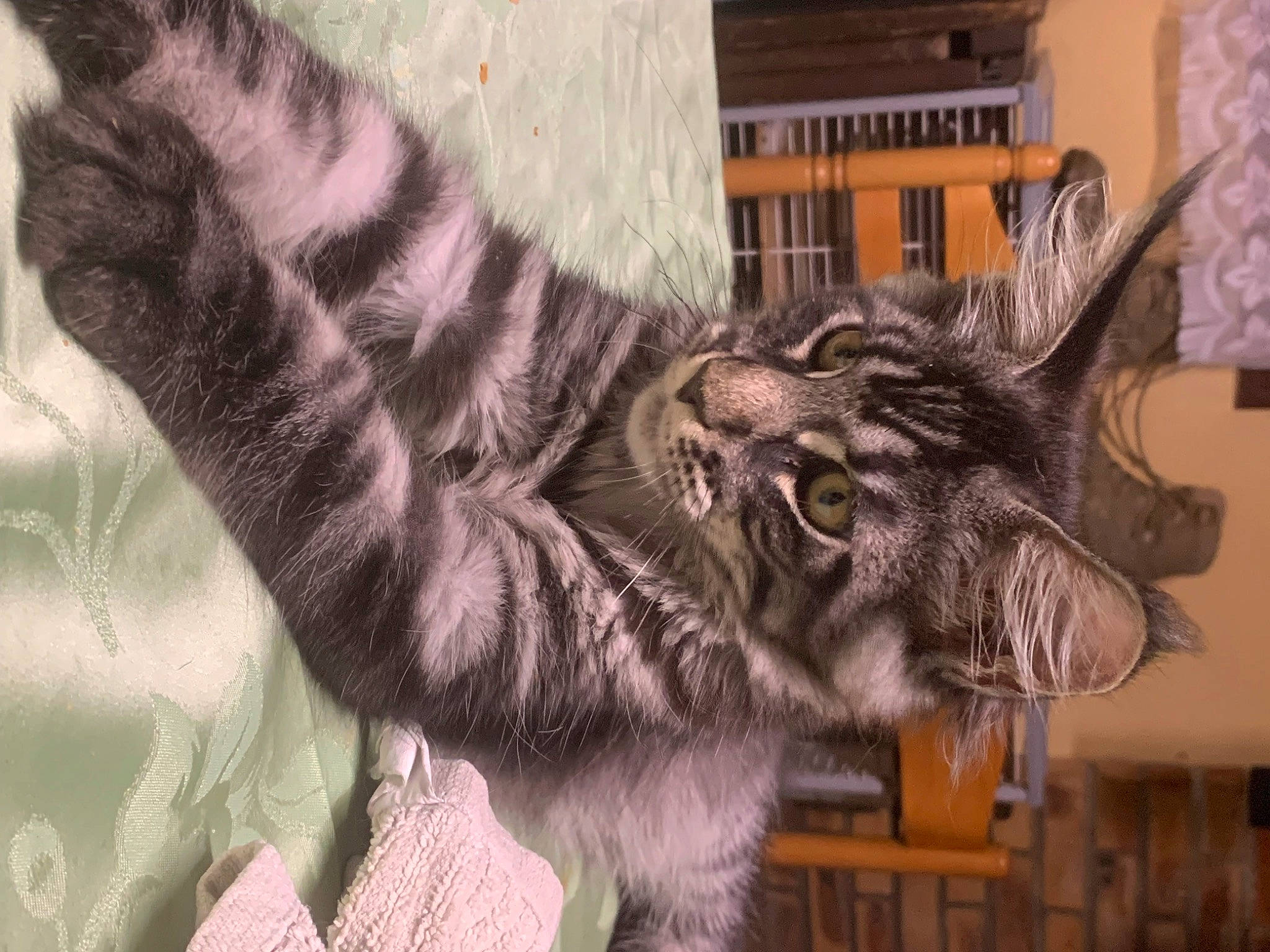 Pouky participe au concours pour gagner de l'argent avec cette photo : cat, claw, domestic_short_haired_cat, ear, felidae, fur, fur_clothing, gesture, natural_material, pattern, sleeve, small_to_medium_sized_cats, snout, tail, terrestrial_animal, whiskers