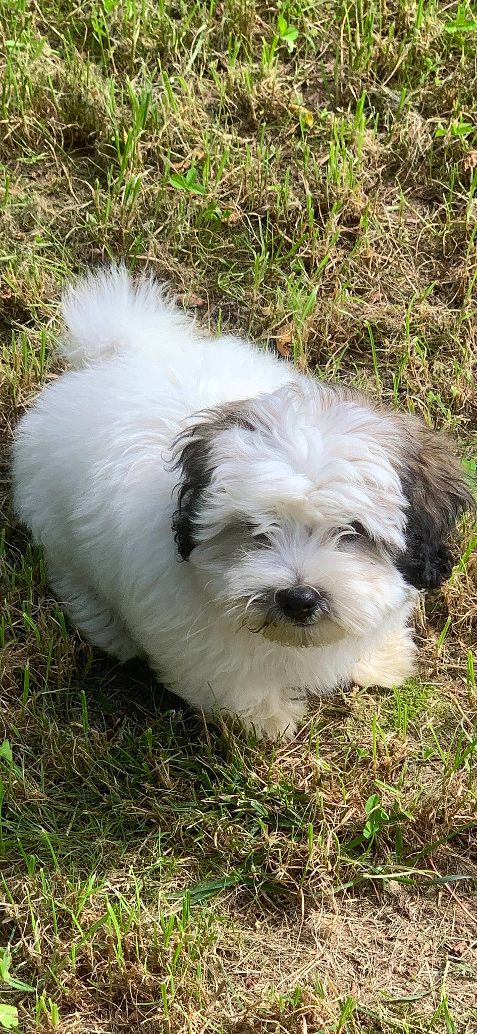 Nahiko participe au concours pour gagner de l'argent avec cette photo : canidae, carnivore, companion_dog, dog, dog_breed, grass, mal_shi, maltepoo, non_sporting_group, plant, shih_poo, small_terrier, sporting_group, terrestrial_animal, terrier, toy_dog, working_animal