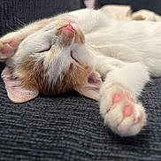 Figaro joined the competition — help win amazing prizes! animal, cat, close_up, cozy, cute, feline, fur, indoor, kitten, orange_fur, paw, pet, pink_paws, relaxing, resting, sleeping, soft, texture, whiskers, white_fur