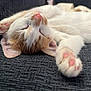 animal, cat, close_up, cozy, cute, feline, fur, indoor, kitten, orange_fur, paw, pet, pink_paws, relaxing, resting, sleeping, soft, texture, whiskers, white_fur