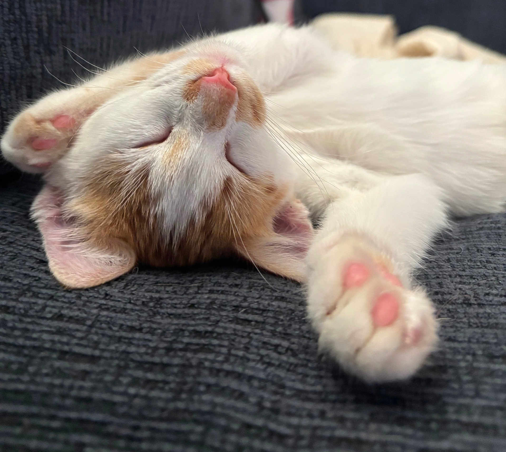 Figaro joined the competition — help win amazing prizes! animal, cat, close_up, cozy, cute, feline, fur, indoor, kitten, orange_fur, paw, pet, pink_paws, relaxing, resting, sleeping, soft, texture, whiskers, white_fur
