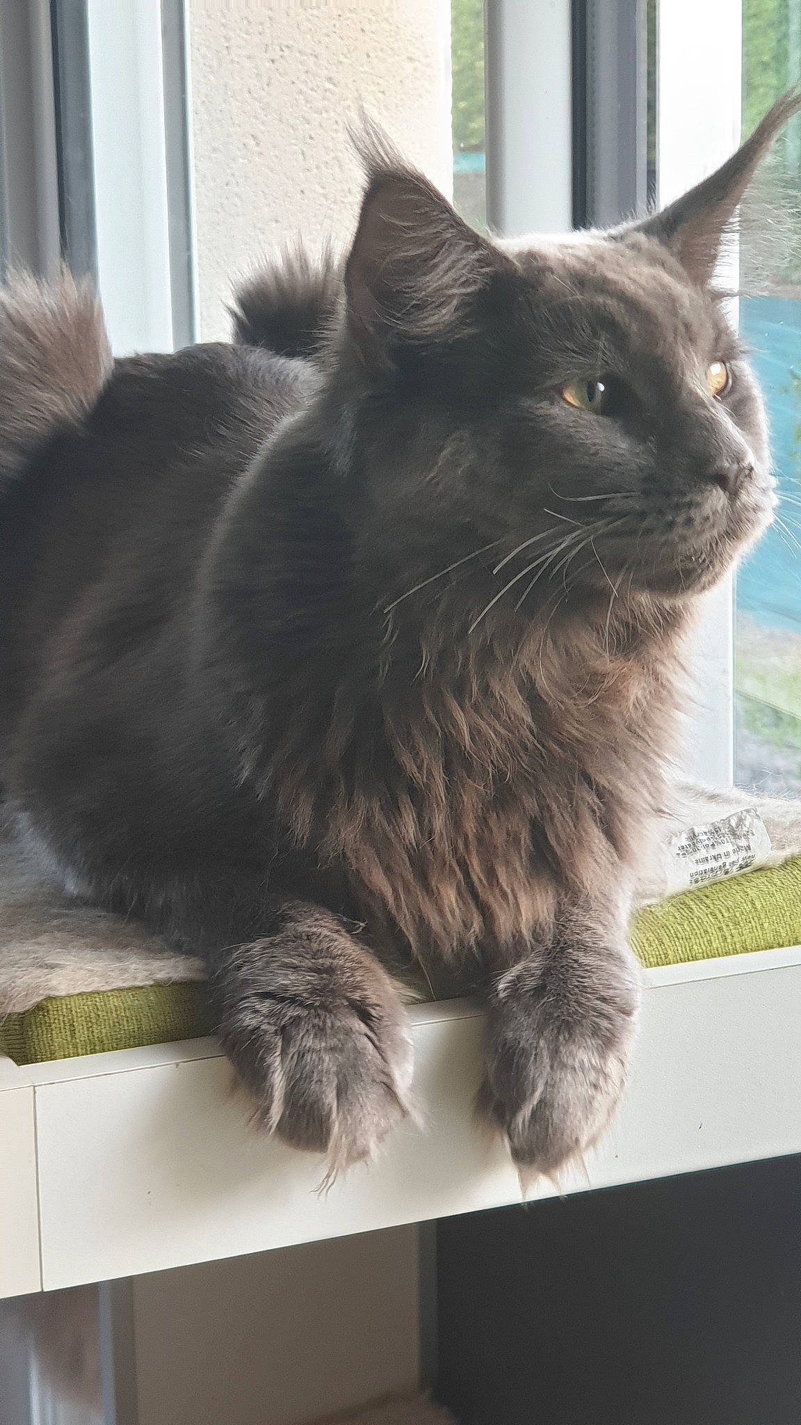 Pacha a rejoint le concours — aidez-le/la à gagner de superbes lots ! black_cat, british_semi_longhair, carnivore, cat, domestic_long_haired_cat, domestic_short_haired_cat, fawn, felidae, kitten, korat, maine_coon, mammal, nebelung, norwegian_forest_cat, russian_blue, small_to_medium_sized_cats, vertebrate, whiskers